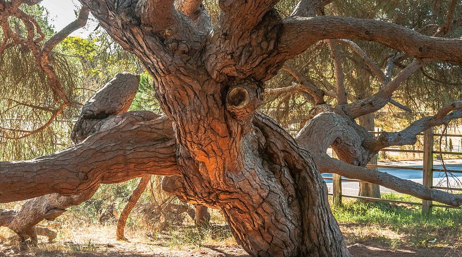 Centenary Pine Tree